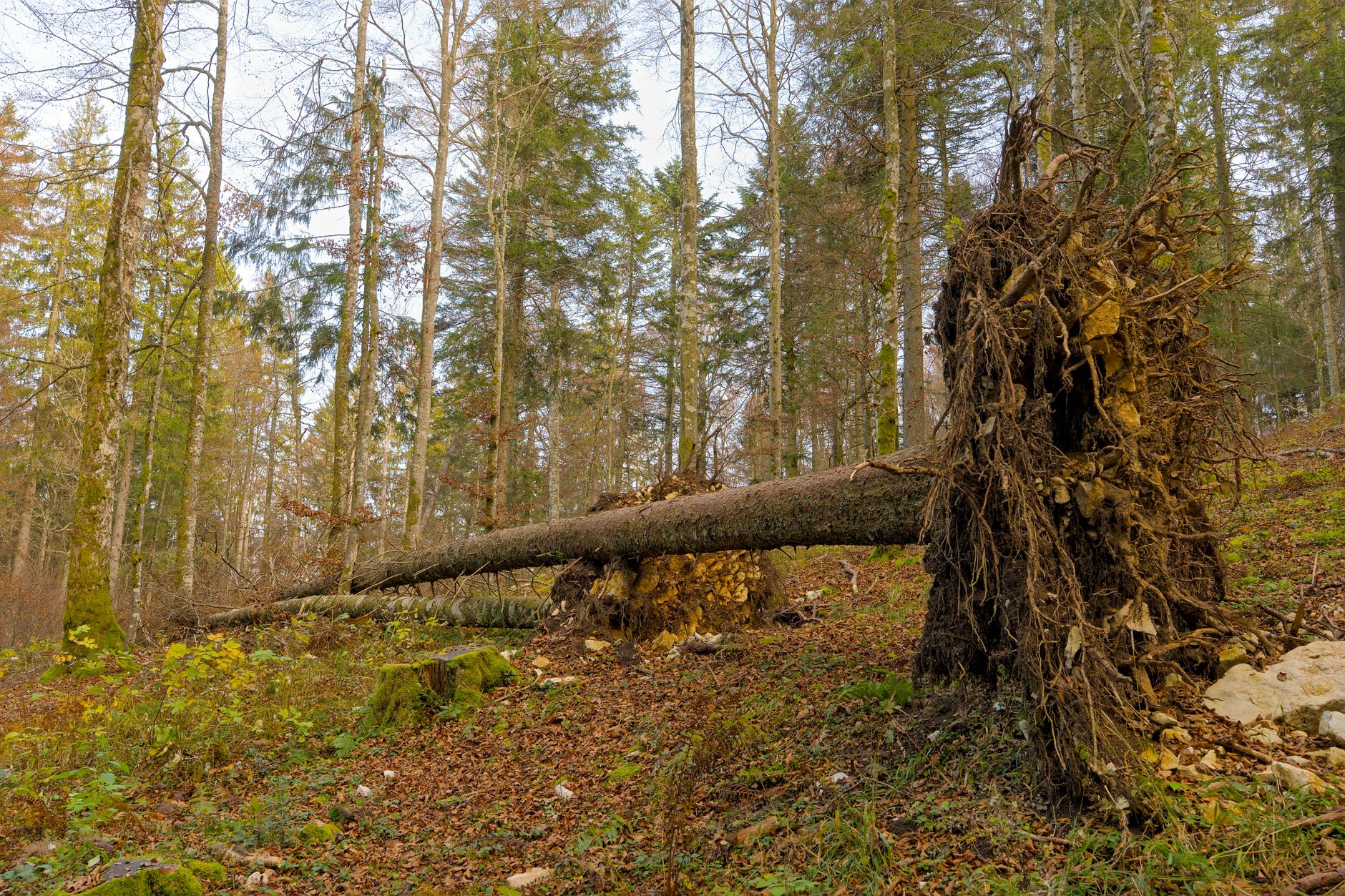 Enlèvement arbre urgence équipe à Castelnau-le-Lez
